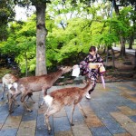 Deer in Nara